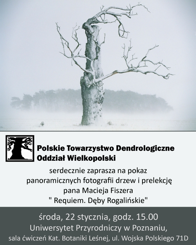 dęby rogalińskie