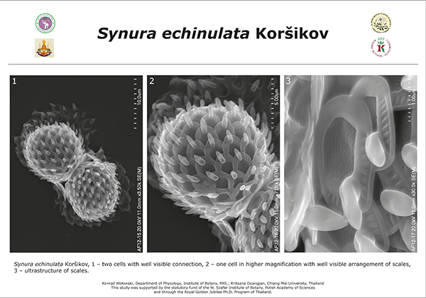 Ultrastruktura łusek przedstawicieli rodzaju Synura sp.