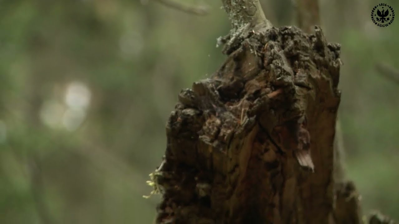 Sesja terenowa jubileuszowego zjazdu Polskiego Towarzystwa Botanicznego - Puszcza Kurpiowska
