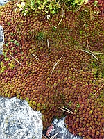 Sphagnum capillifolium