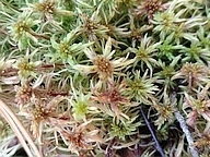 Sphagnum russowii