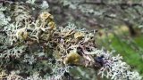 Hypogymnia tubulosa z owocnikami