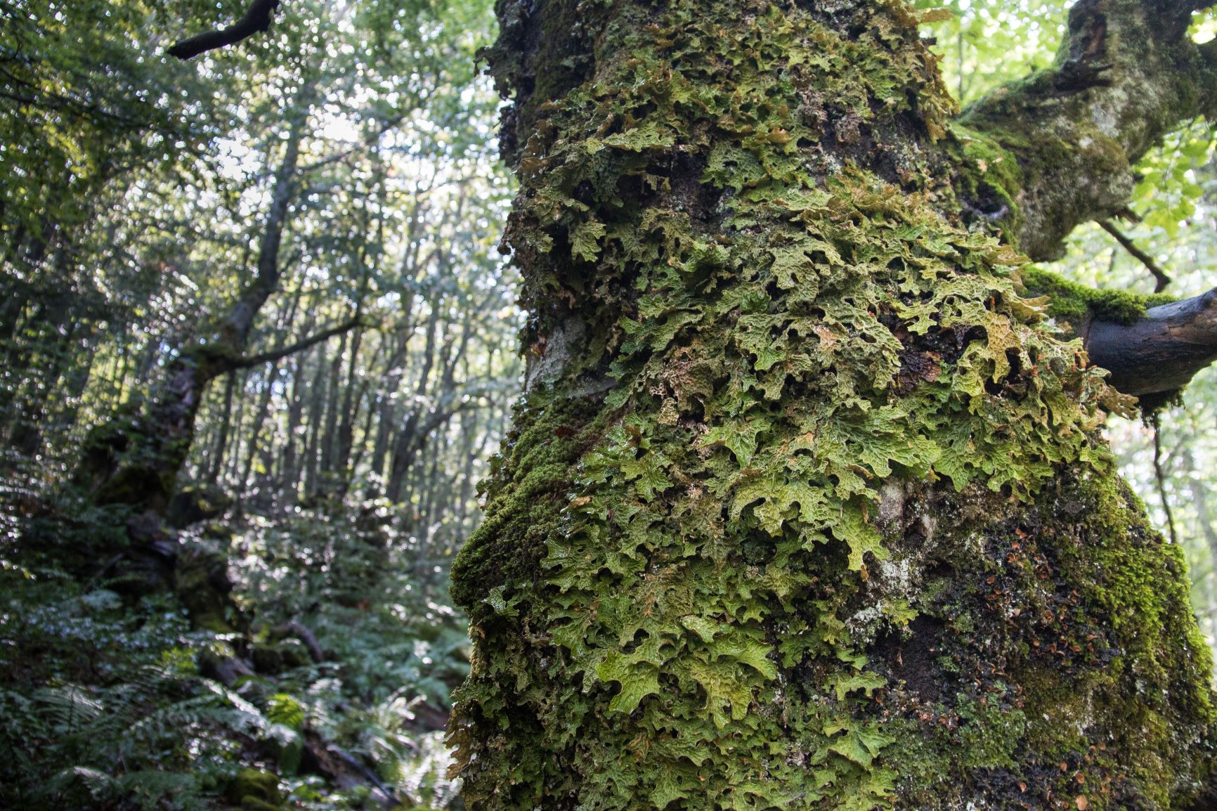 Lobaria pulmonaria (L.) Hoffm.