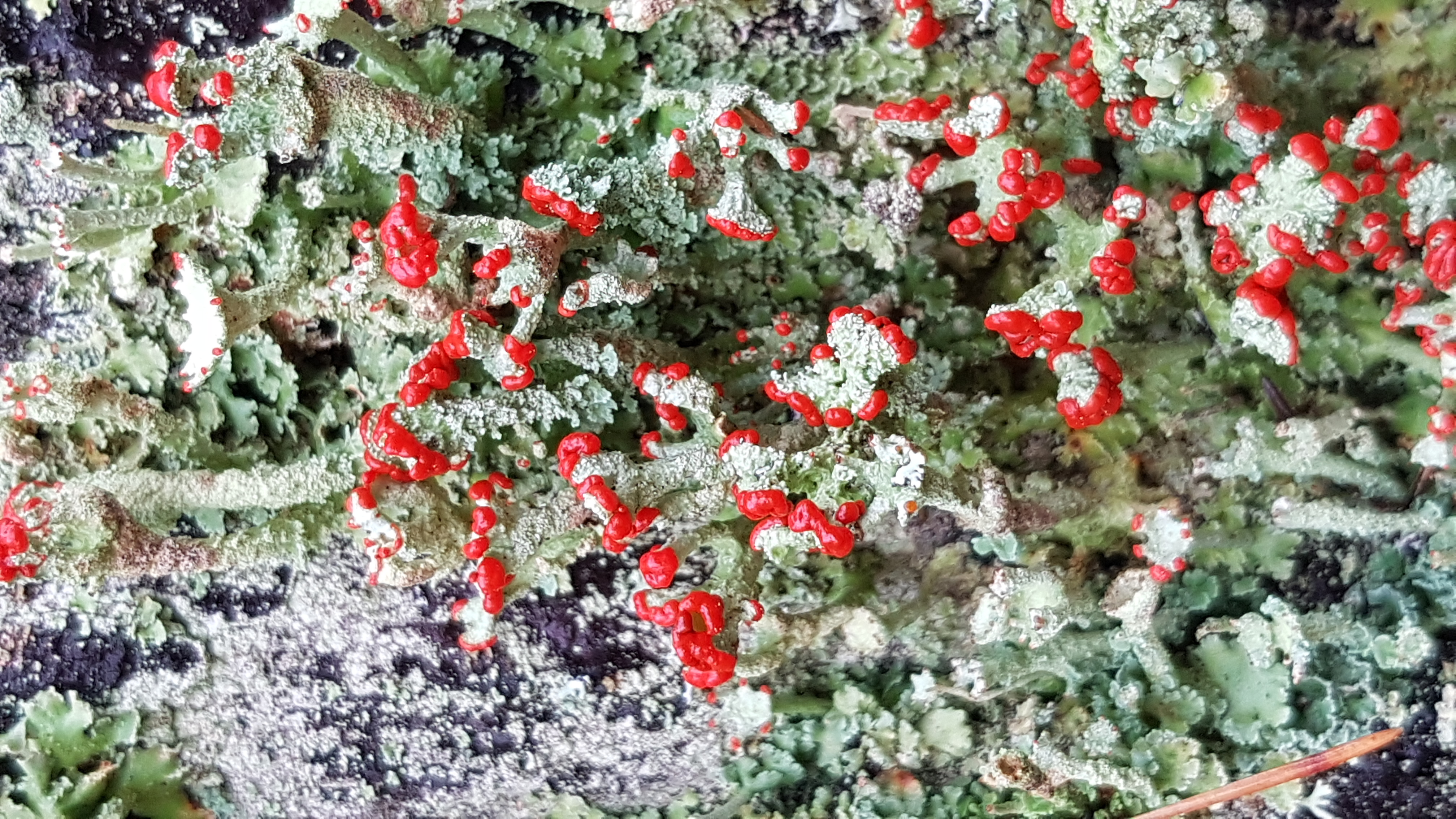 Cladonia digitata (L.) Hoffm.