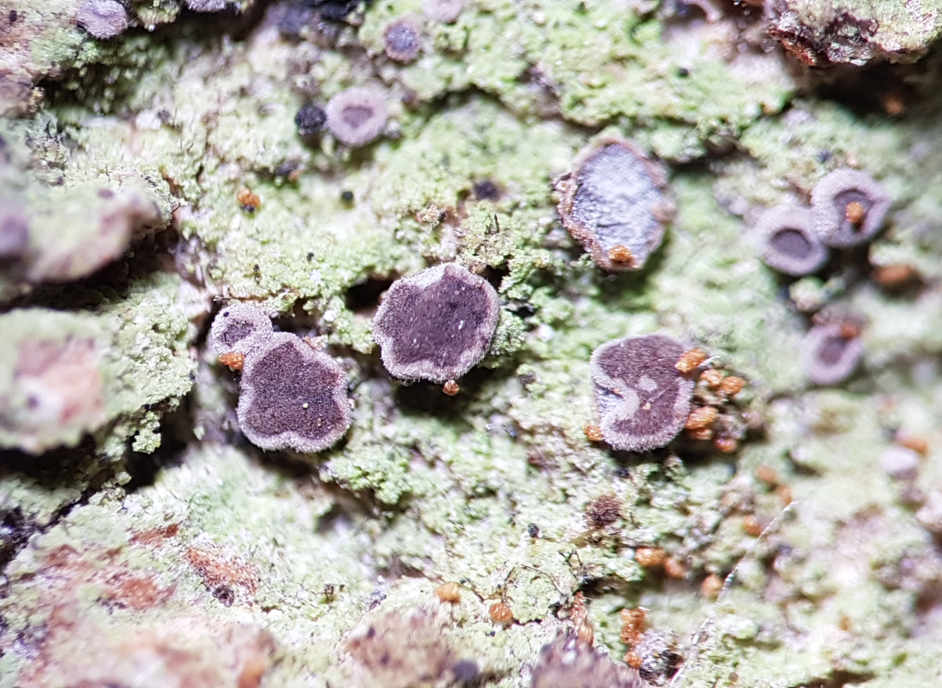 Fellhanera gyrophorica Sérus., Coppins, Diederich & Scheidegger