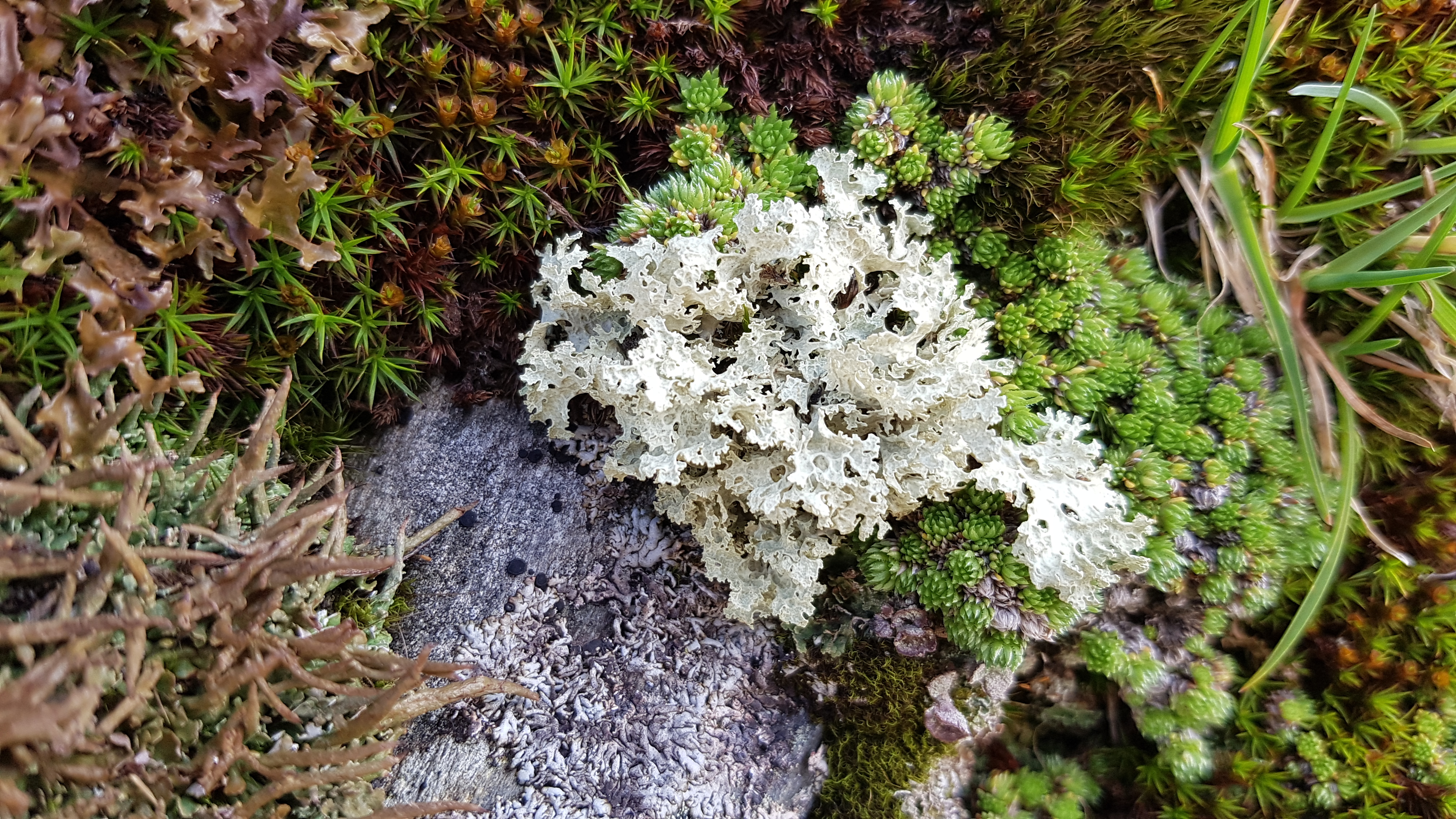 Flavocetraria nivalis (L.) Kärnefelt & A. Thell