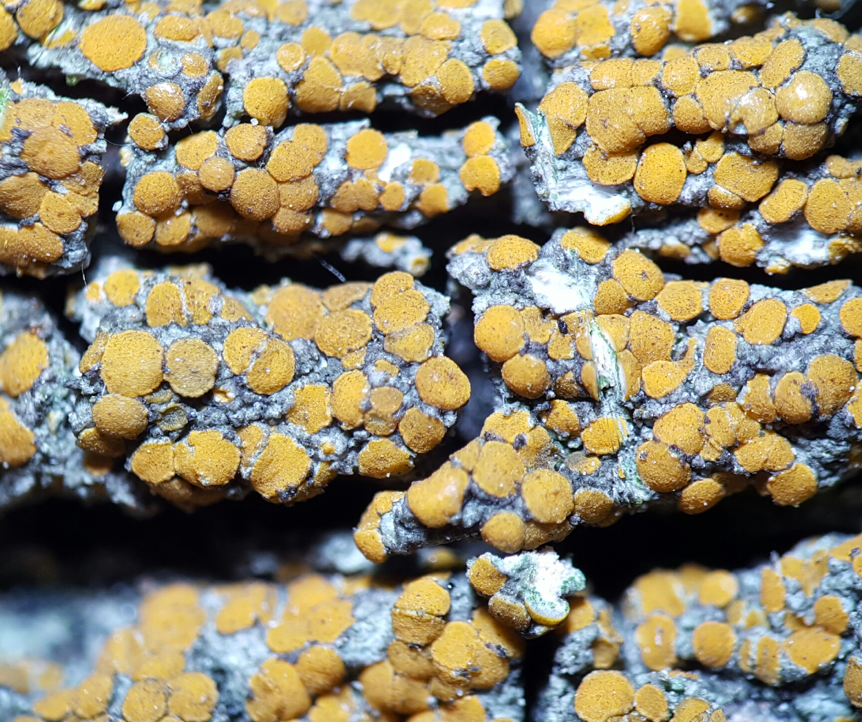 Caloplaca luteoalba (Turner) Th. Fr.